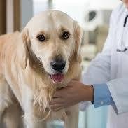 LaPet India Pet Shop In Lucknow